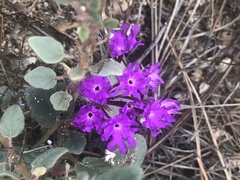 Abronia villosa