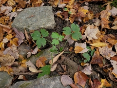 Ranunculus recurvatus
