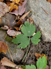 Ranunculus recurvatus