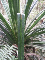 Pandanus vandamii image