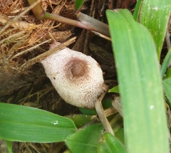Leucocoprinus ianthinus