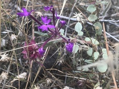 Abronia villosa