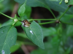 Helocassis testudinaria