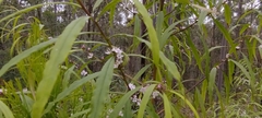 Myoporum bateae