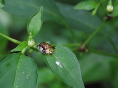 Helocassis testudinaria