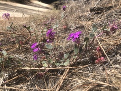 Abronia villosa