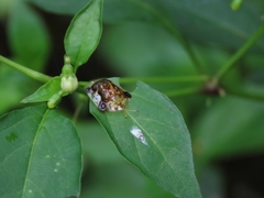 Helocassis testudinaria