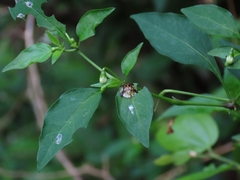 Helocassis testudinaria