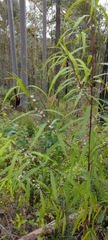 Myoporum bateae