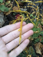 Gleditsia triacanthos