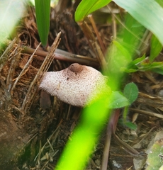Leucocoprinus ianthinus