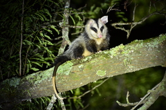 Didelphis albiventris