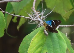 Astraptes fulgerator