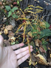Gleditsia triacanthos