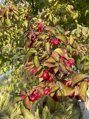 Cornus