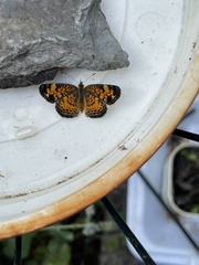 Phyciodes cocyta