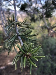 Pinus quadrifolia