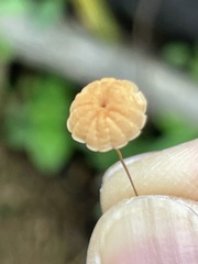 Marasmius siccus