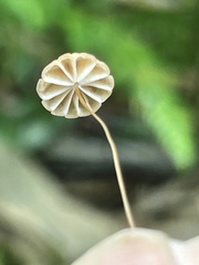 Marasmius siccus