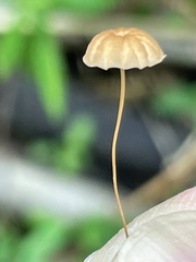 Marasmius siccus