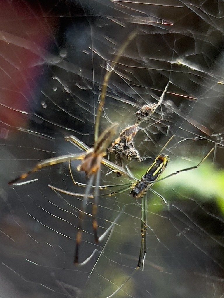 Joro Spider in August 2022 by drchancey · iNaturalist