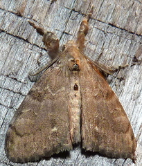 Orgyia leucostigma