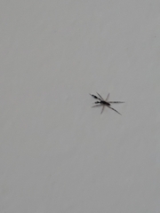 Zosis geniculata