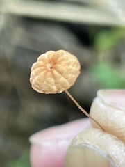 Marasmius siccus