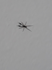 Zosis geniculata
