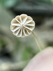 Marasmius siccus