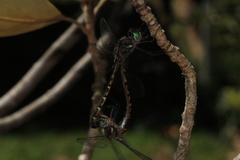 Hemicordulia australiae