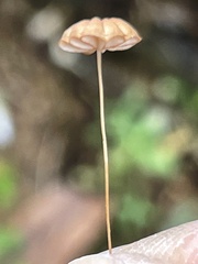 Marasmius siccus