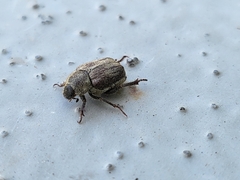 Hoplia