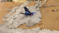 Rhetus arcius