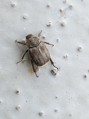 Hoplia