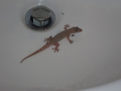 Hemidactylus frenatus