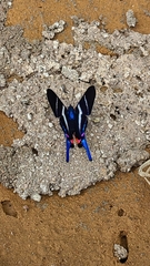 Rhetus arcius