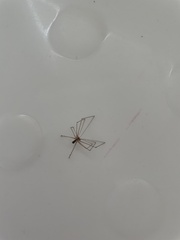 Pholcus phalangioides