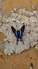 Rhetus arcius