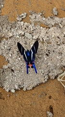 Rhetus arcius