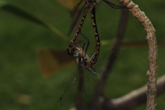Hemicordulia australiae