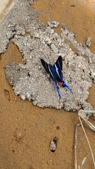 Rhetus arcius
