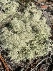 Cladonia subtenuis