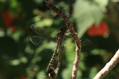 Hemicordulia australiae