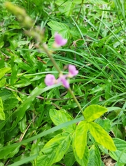 Desmodium illinoense