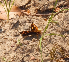 Metisella metis paris