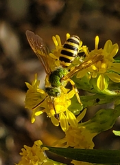 Agapostemon splendens