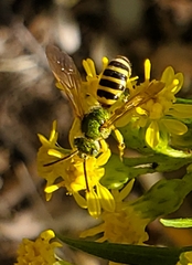 Agapostemon splendens