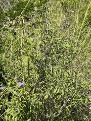 Forestiera angustifolia