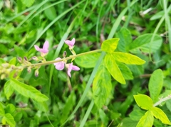 Desmodium illinoense